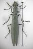 Dolichosoma lineare